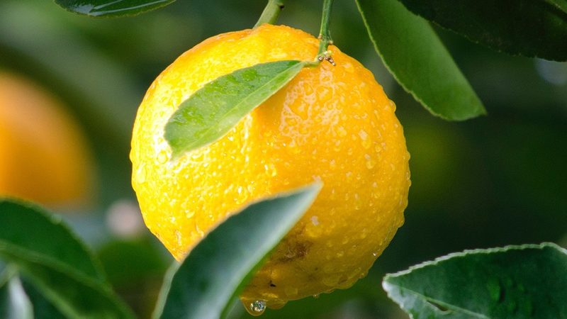 生物医药制剂OEM生产流程揭秘：从源头把控质量**